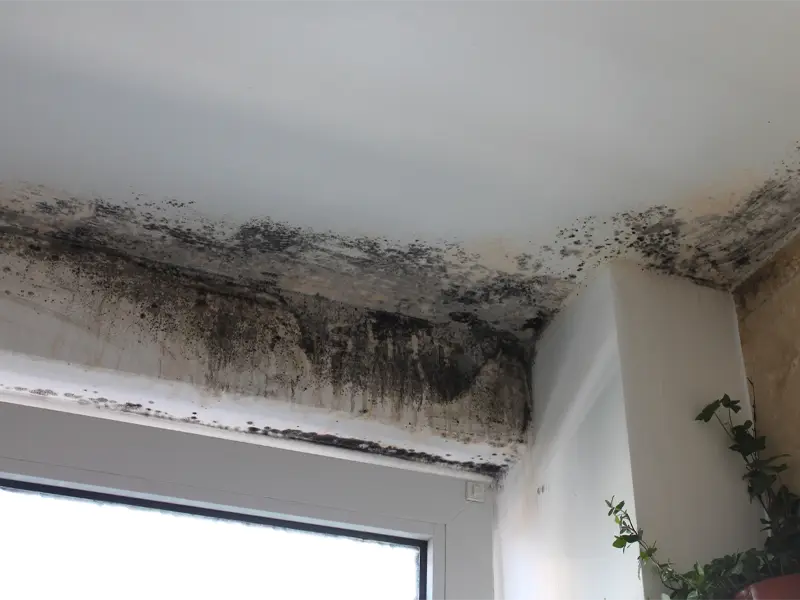 Mold remediation services